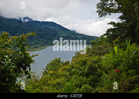 Florishes de forêt tropicale sur la rive du lac DANAU TAMBLINGAN DANAU BRATAN dans le salon - BALI, INDONÉSIE Banque D'Images