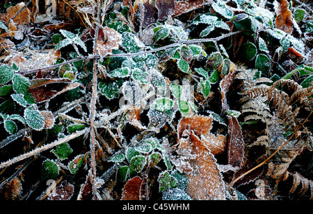 Les feuilles couvertes de givre et de fougères Banque D'Images