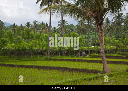 Le manioc (Manihot esculenta), le riz, et les cocotiers poussent dans une riche vallée agricole près de PEMUTERAN - BALI, INDONÉSIE Banque D'Images