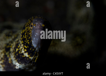 Echidna nebulosa murène, flocon de neige, la chasse de nuit, KBR, Détroit de Lembeh, Sulawesi, Indonésie. Banque D'Images