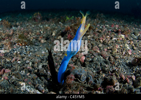 Rhinomuraena quaesita, anguille ruban, et les jeunes adultes de sexe masculin, KBR, Détroit de Lembeh, Sulawesi, Indonésie. Banque D'Images