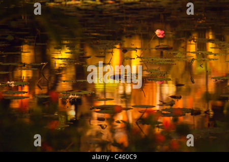 Reflet dans l'étang de lotus à Pura Taman SARASWATI connu comme le palais de l'eau au crépuscule d'Ubud - UBUD, BALI, INDONÉSIE Banque D'Images