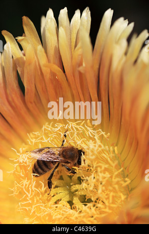 Abeille sur une fleur rampante dans l'île de Kos Dodécanèse, Grèce Banque D'Images