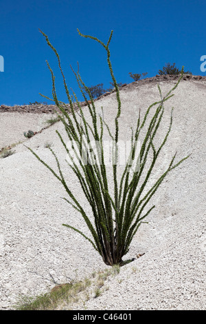 La société Fouquieria splendens en désert de Chihuahuan Big Bend National Park Utah USA Banque D'Images