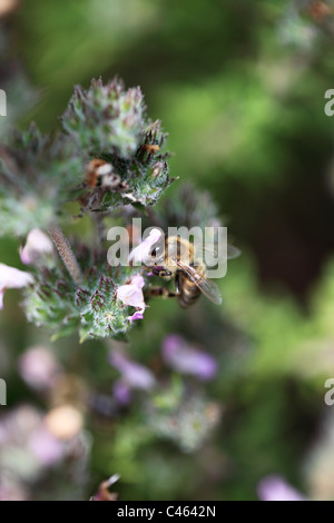 Abeille sur une fleur de thym Kos Grèce Banque D'Images