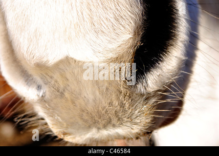 nez d’un cheval Banque D'Images