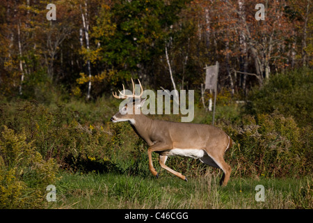 Le cerf de buck en fuite Banque D'Images