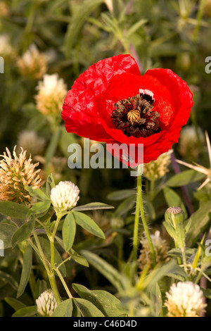 Colseup d'une fleur de pavot dans un champ dans la plaine Banque D'Images