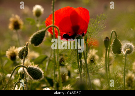 Colseup d'une fleur de pavot dans un champ dans la plaine Banque D'Images