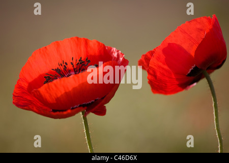 Colseup d'une fleur de pavot dans un champ dans la plaine Banque D'Images