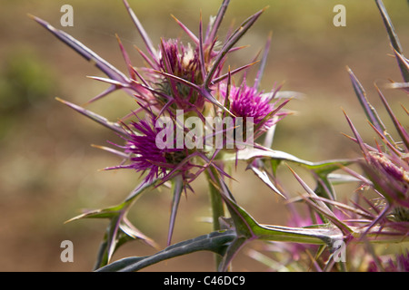 Colseup d'une fleur de pavot dans un champ dans la plaine Banque D'Images