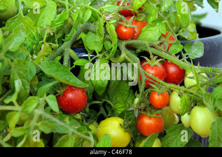 Tomates cerises Maskotka) de la maturation sur la plante, Calypso, Costa del Sol, la province de Malaga, Andalousie, Espagne, Europe de l'Ouest. Banque D'Images
