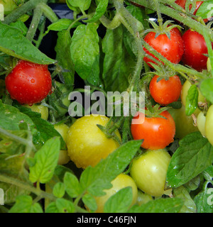 Tomates cerises Maskotka) de la maturation sur la plante, Calypso, Costa del Sol, la province de Malaga, Andalousie, Espagne, Europe de l'Ouest. Banque D'Images