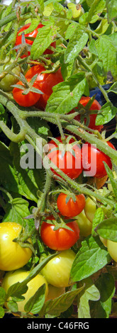 Tomates cerises Maskotka) de la maturation sur la plante, Calypso, Costa del Sol, la province de Malaga, Andalousie, Espagne, Europe de l'Ouest. Banque D'Images