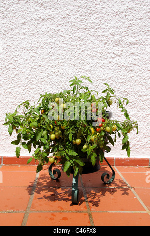 Tomates cerises Maskotka) de la maturation sur la plante, Calypso, Costa del Sol, la province de Malaga, Andalousie, Espagne, Europe de l'Ouest. Banque D'Images