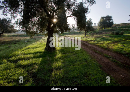 Photographie d'un grove en Galilée Banque D'Images