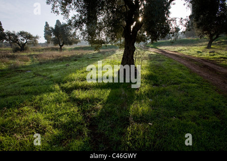 Photographie d'un grove en Galilée Banque D'Images