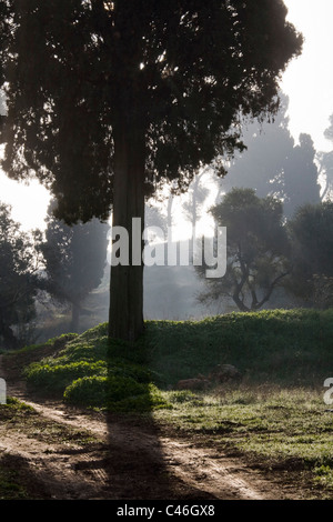 Photographie d'un grove en Galilée Banque D'Images