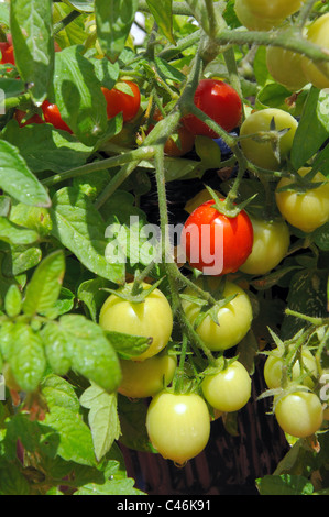 Tomates cerises Maskotka) de la maturation sur la plante, Calypso, Costa del Sol, la province de Malaga, Andalousie, Espagne, Europe de l'Ouest. Banque D'Images