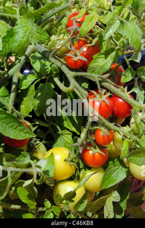 Tomates cerises Maskotka) de la maturation sur la plante, Calypso, Costa del Sol, la province de Malaga, Andalousie, Espagne, Europe de l'Ouest. Banque D'Images