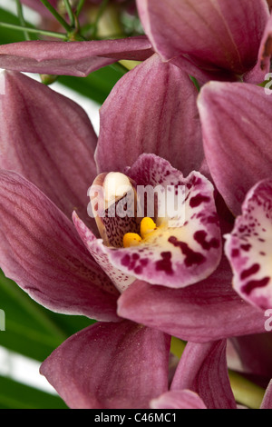 Bouquet d'orchidées mauve sur fond blanc Banque D'Images