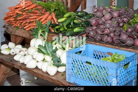 Légumes cultivés pour la CSA à la ferme Pois de Missoula, Montana attendent d'être ramassés. Banque D'Images