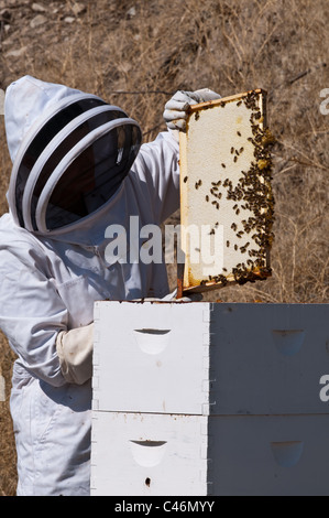 Un apiculteur amateur à Stevensville, Montana se déplace les abeilles de la ruche Langstroth frames afin de récolter le miel à la fin de l'automne. Banque D'Images