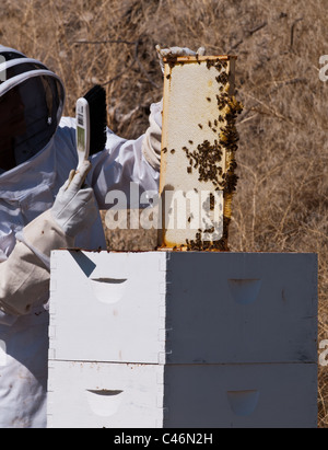 Un apiculteur amateur à Stevensville, Montana se déplace les abeilles de la ruche Langstroth frames afin de récolter le miel à la fin de l'automne. Banque D'Images