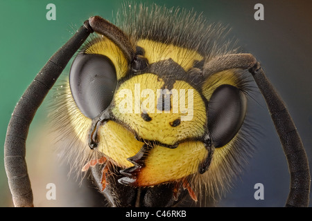 Guêpe Vespula germanica ou l'allemand ; cette waspcan poilue être identifié par ses trois points dans la face Banque D'Images