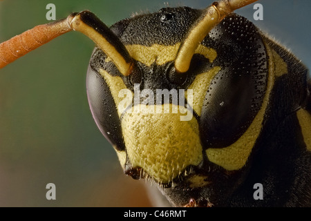 Polistes dominula ou european paper wasp ; considéré comme une espèce envahissante en USA et Canada. Banque D'Images