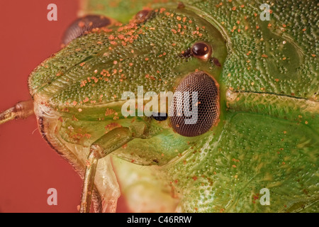 Nezara viridula ou green stink bug Banque D'Images