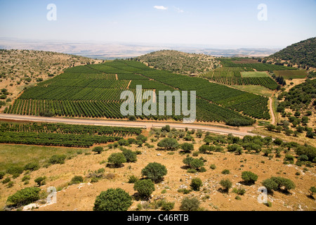 Photographie aérienne d'une plantation en Haute Galilée Banque D'Images