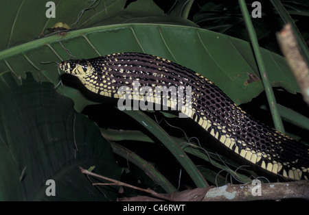 Spilotes pullatus tigre serpent Rat en position de défense, le Guatemala, la forêt tropicale du Petén près de Tikal Banque D'Images