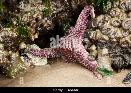 Étoile de mer pourpre brillant hors de l'eau à marée basse qui posent sur des rochers à marée, anémones avec piscine sur Cannon Beach Oregon Coast Banque D'Images