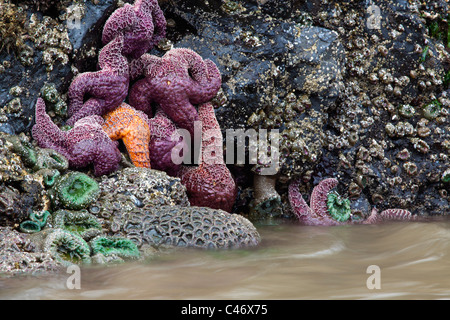 Les débits d'eau dans le mouvement lent des marées de l'océan piscine avec étoile de couleurs vives et d'Anemone sur Cannon Beach Oregon USA Banque D'Images