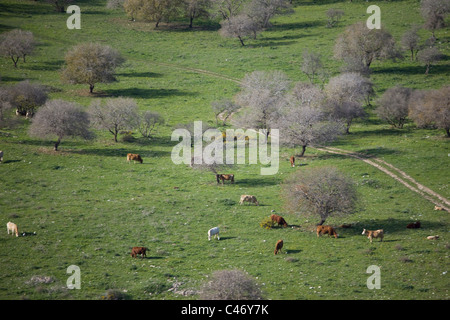 Photographie aérienne d'un village en Galilée Banque D'Images