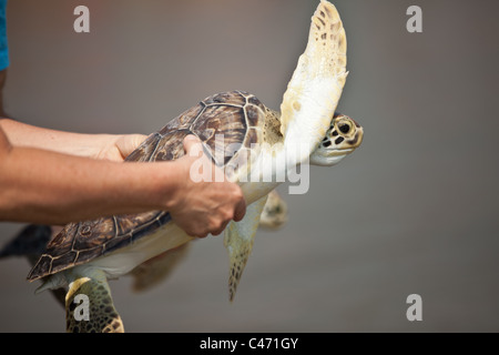 Un volontaire de la SC porte un Aquarium a sauvé la tortue de mer verte à l'océan pour diffusion le 3 juin 2011 dans Kiawah, Caroline du Sud. Le programme de sauvetage des tortues de mer réhabilite les malades et les blessés récupérés des tortues de mer le long de la côte de la Caroline du Sud. Banque D'Images