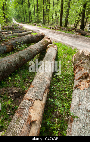 Les troncs des arbres se trouvant en forêt domaniale de Tronçais (Troncais), Saint Bonnet Tronçais 03360, France Banque D'Images