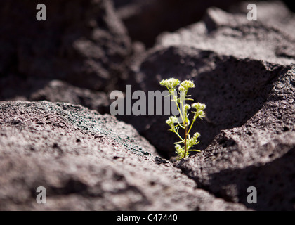 Une plante, fruit d'une fine fissure dans la roche volcanique ignées (pierre de lave) - California USA Banque D'Images