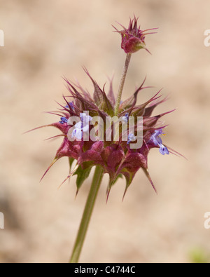 La plante de Chia (Salvia columbariae) croît dans son habitat naturel - désert de Mojave, Californie Etats-Unis Banque D'Images