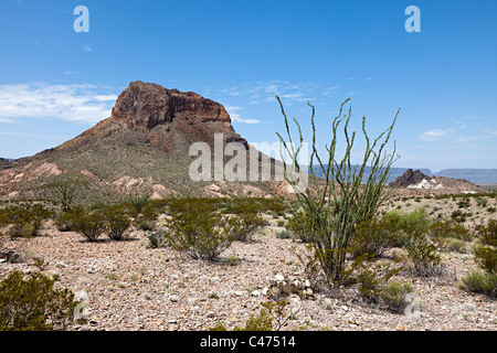 La société Fouquieria splendens dans désert avec mesa weathered Big Bend National Park Utah USA Banque D'Images