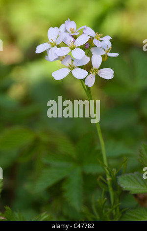 Cuckooflower (Laitière) Cardamine pratensis close-up de fleurs sur tige Banque D'Images