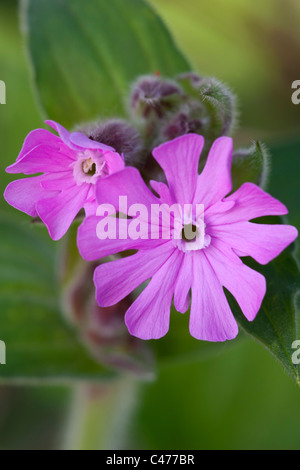 Red campion Silene dioica close-up of flowers Banque D'Images