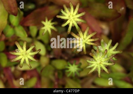 - Marchantia polymorpha hépatique commune - Parapluie - parapluie de l'hépatique comme gametophores-mâle - Bryophyte Banque D'Images