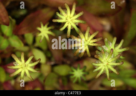 - Marchantia polymorpha hépatique commune - Parapluie - parapluie de l'hépatique comme gametophores-mâle - Bryophyte Banque D'Images