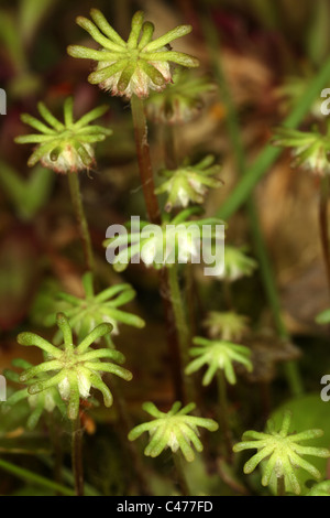 - Marchantia polymorpha hépatique commune - Parapluie - parapluie de l'hépatique comme gametophores-mâle - Bryophyte Banque D'Images