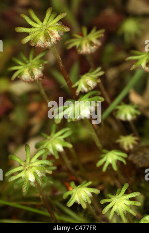 - Marchantia polymorpha hépatique commune - Parapluie - parapluie de l'hépatique comme gametophores-mâle - Bryophyte Banque D'Images