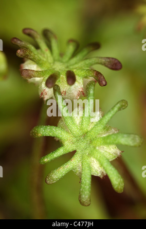 - Marchantia polymorpha hépatique commune - Parapluie - parapluie de l'hépatique comme gametophores-mâle - Bryophyte Banque D'Images