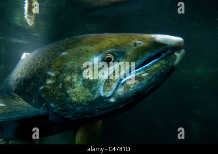 Des profils saumon chinook (Oncorhynchus tshawytscha) Banque D'Images