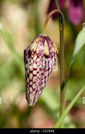 Tête du serpent fritillaries, fleurs sauvages au printemps Banque D'Images